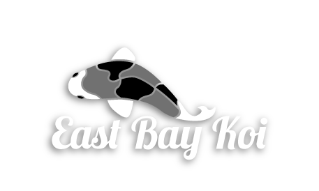east bay koi website images